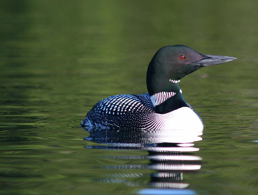 Loon in July Photograph by Sandra Huston