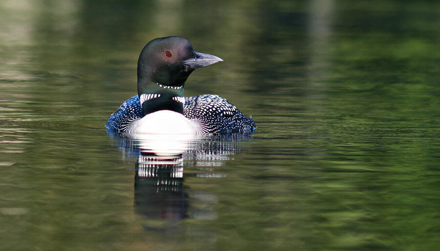 Loon in September Photograph by Sandra Huston