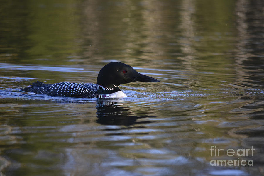 Loon in Spring Photograph by Forest Floor Photography