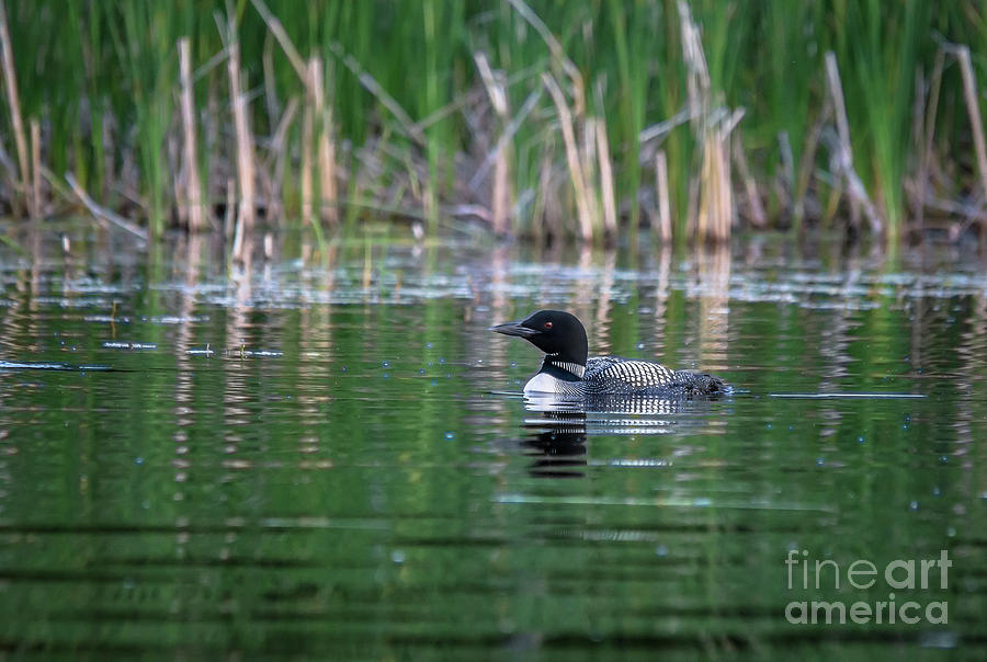 Loon in the Reeds Photograph by Cheryl Baxter