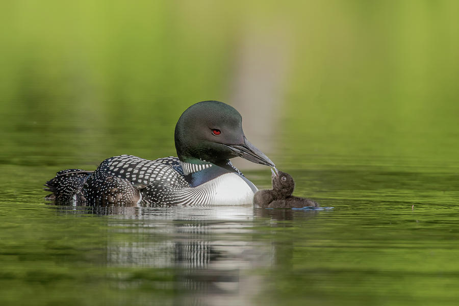 Loon Kisses Photograph by Duane Cross