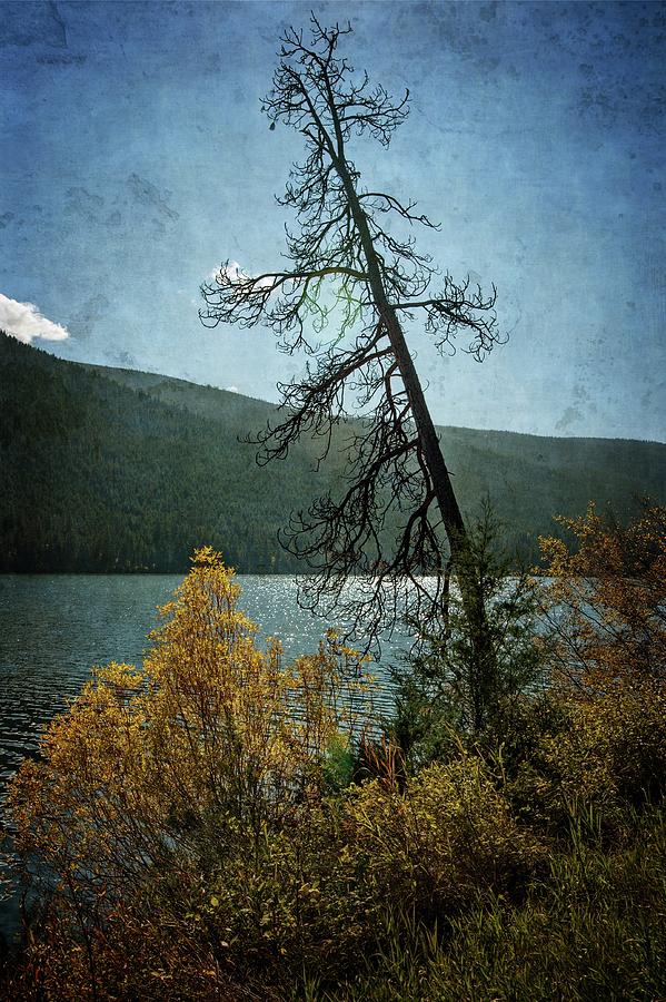 Loon Lake Autumn Tree Photograph by Allan Van Gasbeck