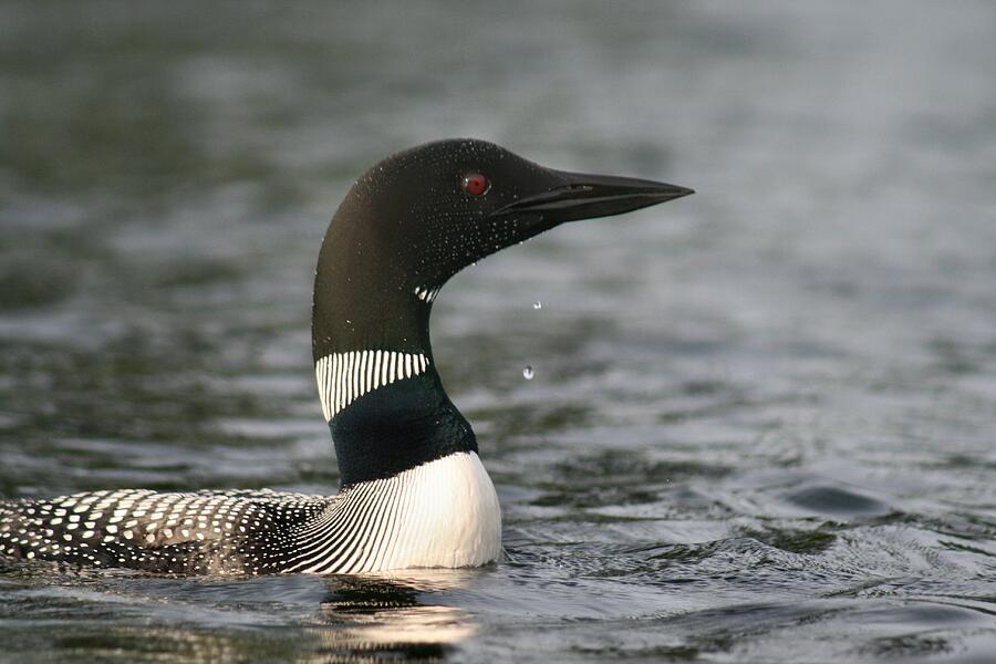 Loon Look Out Photograph by Sandra Huston