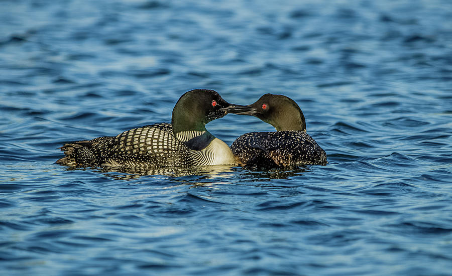 Loon Love Photograph by Yeates Photography
