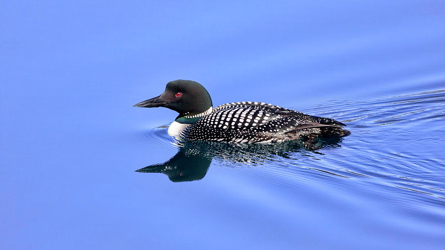Loon on a Lake Photograph by Jack Bell