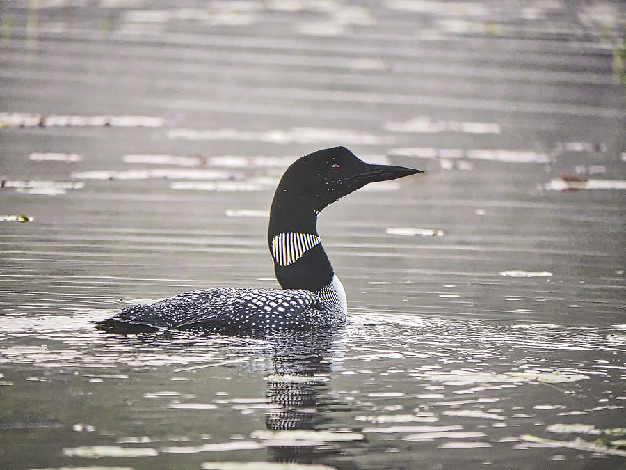 Loon on Lake Pennesseewassee - Norway - Maine Photograph by Steven Ralser