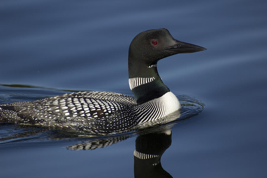 Loon On Morning Water - Common Loon - Gavia Immer Photograph by Spencer ...