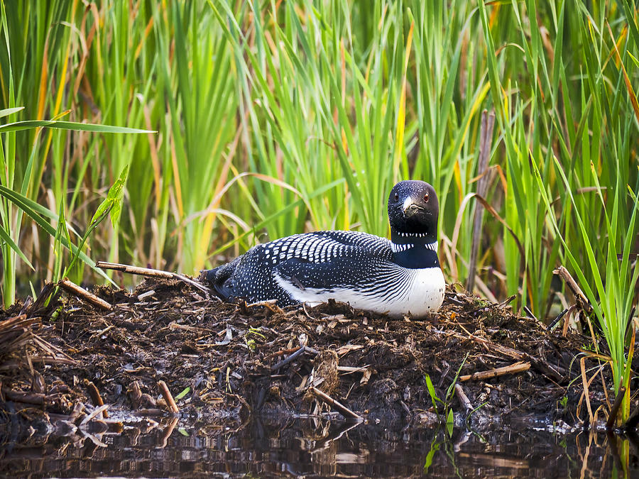 Loon on Nest - Norway - Maine Photograph by Steven Ralser