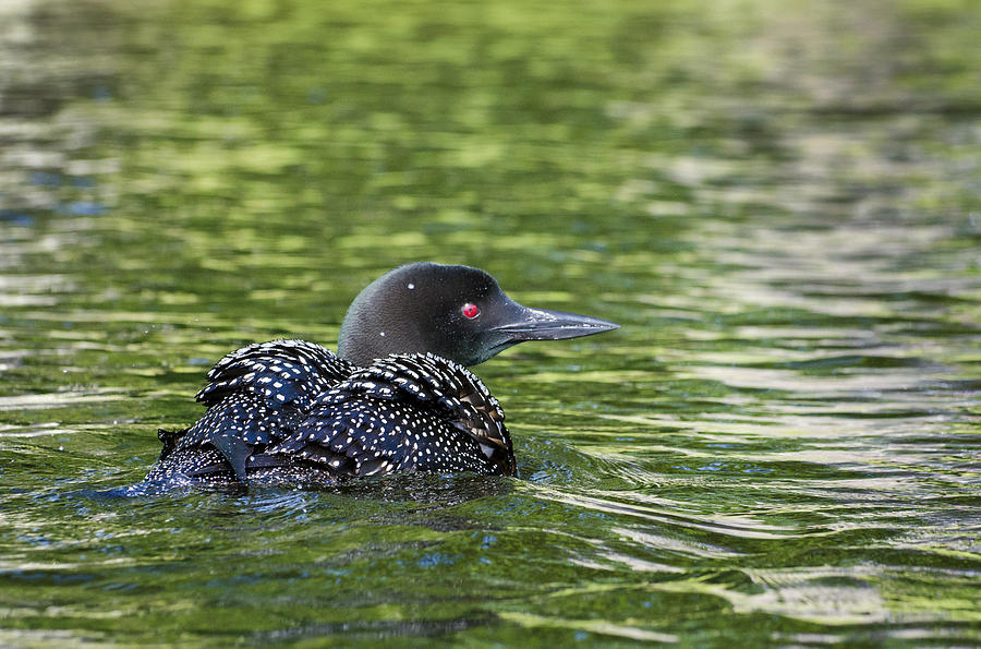 Loon on Pond Photograph by Donna Doherty