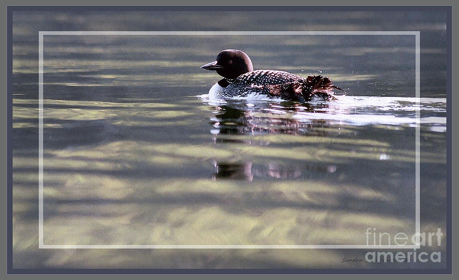Loon on Sand Pond, Framed Photograph by Sandra Huston