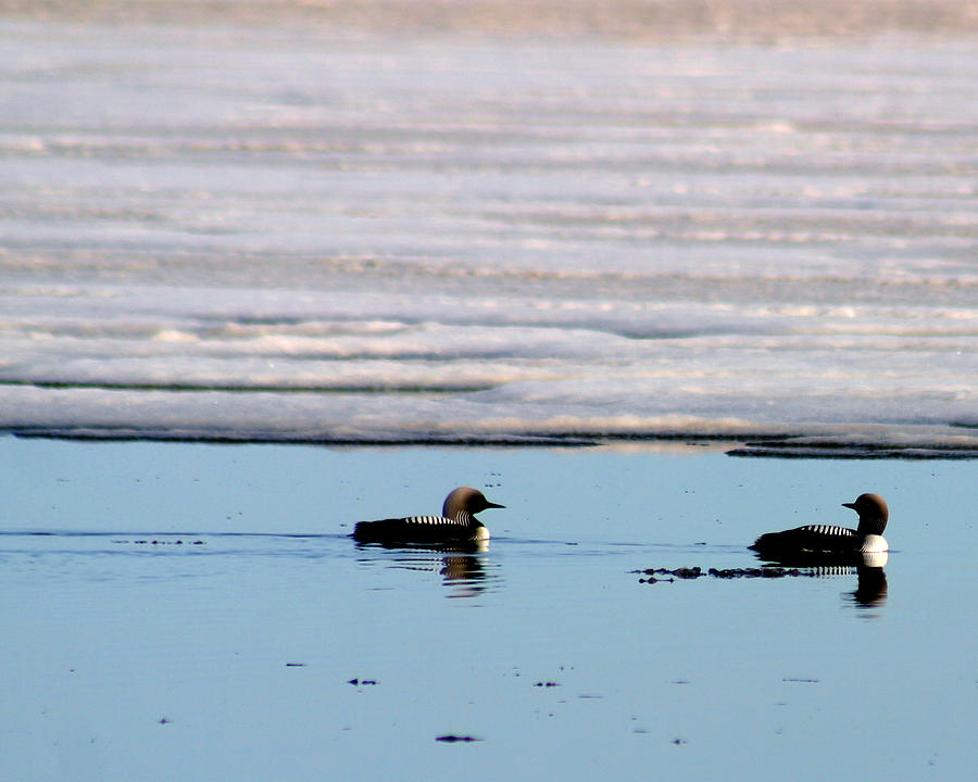 Loon On The Arctic Photograph