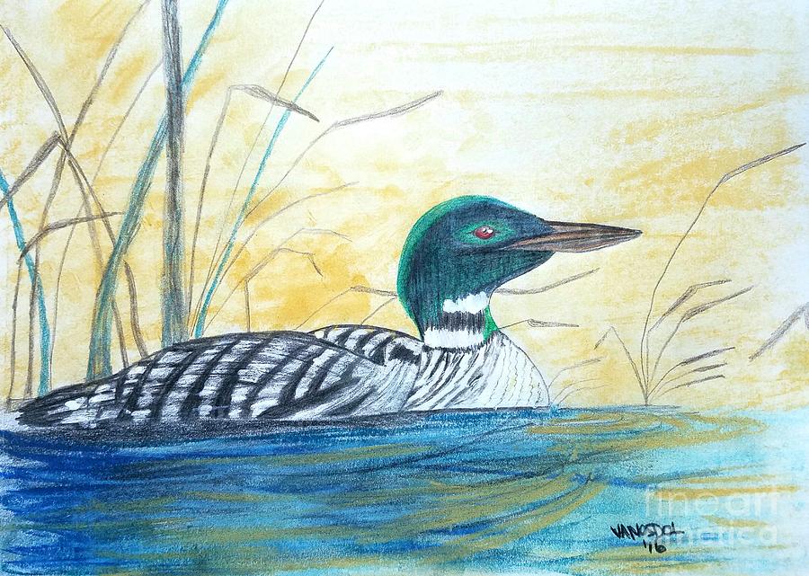 Loon On The Lake Drawing by Scott D Van Osdol