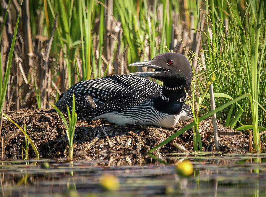Loon on the nest Photograph by Ian Sempowski