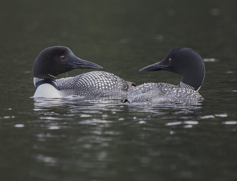 Loon Pair Photograph by Vance Bell