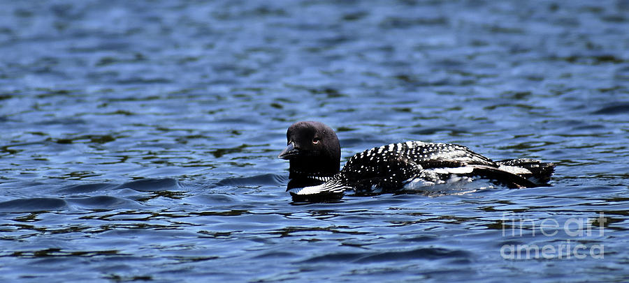 Loon Pan Photograph by Skip Willits