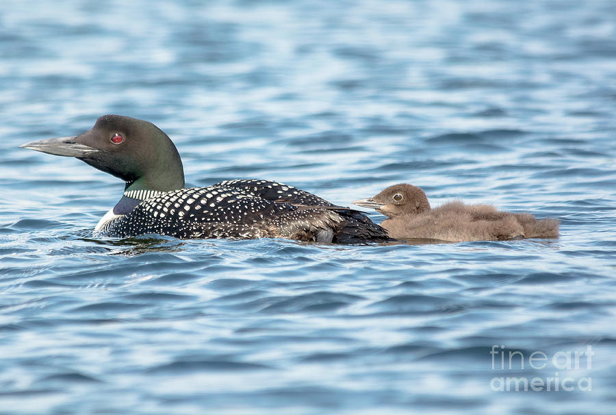 Loon Parent and Chick Photograph by Cheryl Baxter