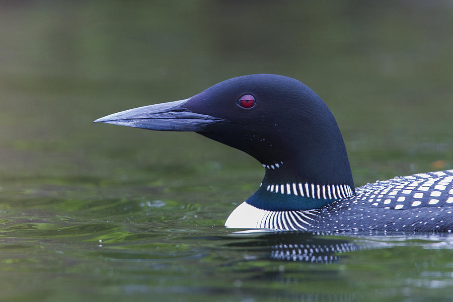 Loon Portrait Photograph by Mircea Costina Photography