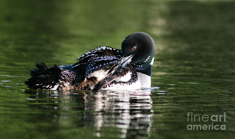 Loon Preening its Feathers Photograph by Sandra Huston - Pixels