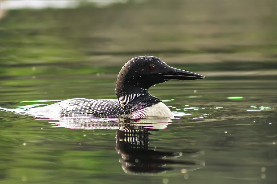Loon Profile Photograph by Karl Anderson
