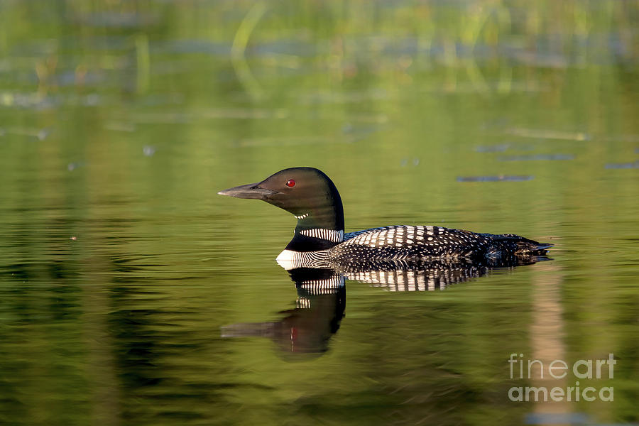 Loon Reflection Photograph by Cheryl Baxter