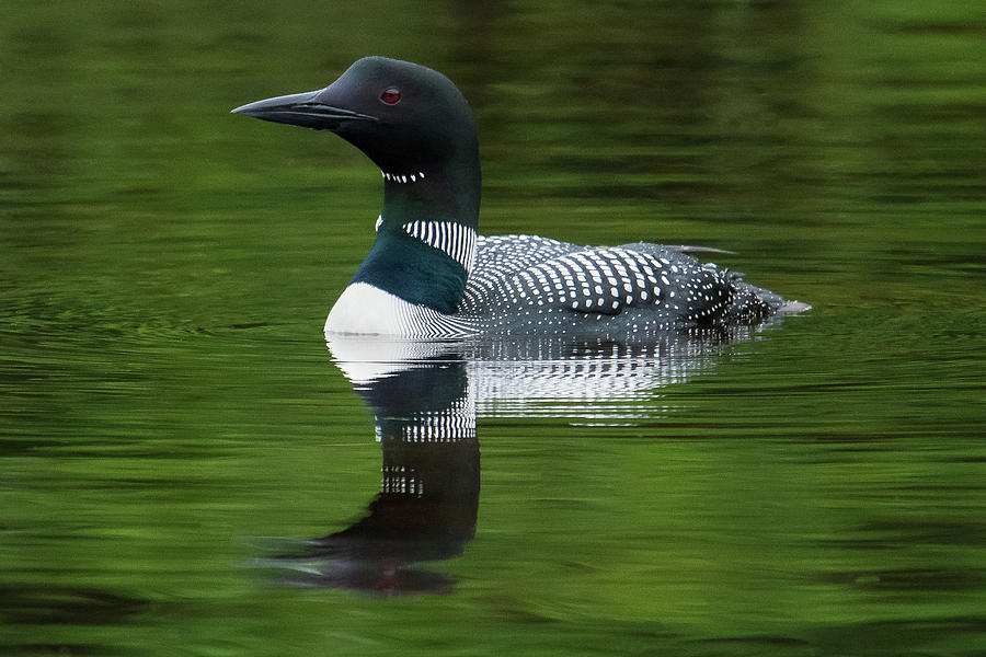 Loon Reflection Loon Print Loon Art for Lake House Lake House