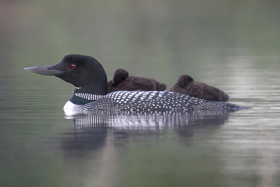 Loon Ride 2 Photograph by Brook Burling
