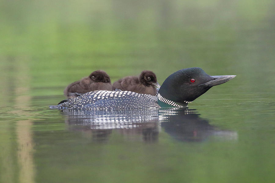 Loon Ride Photograph by Brook Burling