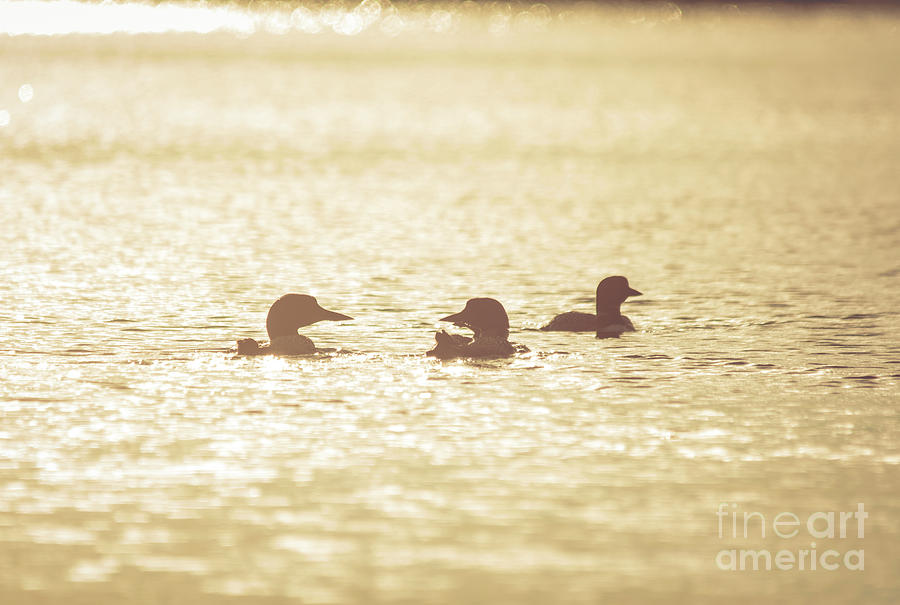 Loon Silhouettes Photograph by Cheryl Baxter