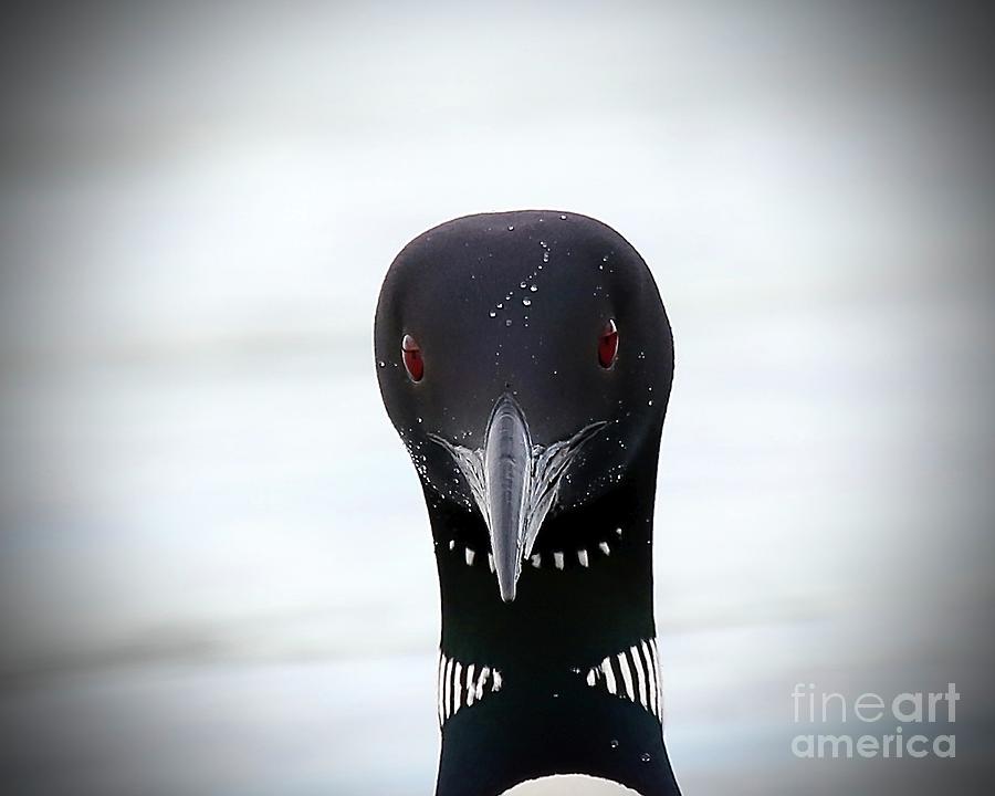 Loon Photograph - Loon Stare by Peter Gray