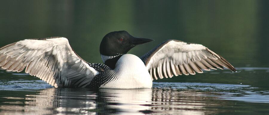 Loon Stretching Photograph by Sandra Huston