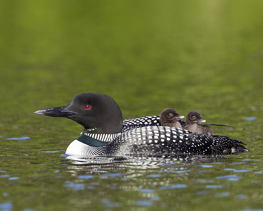 Loon taxi Photograph by John Vose