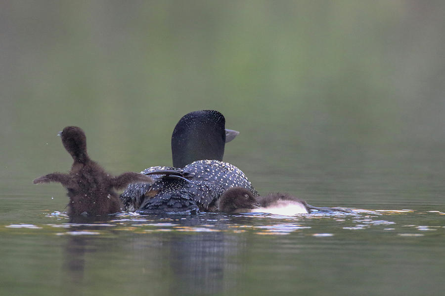 Loon Time Photograph by Brook Burling