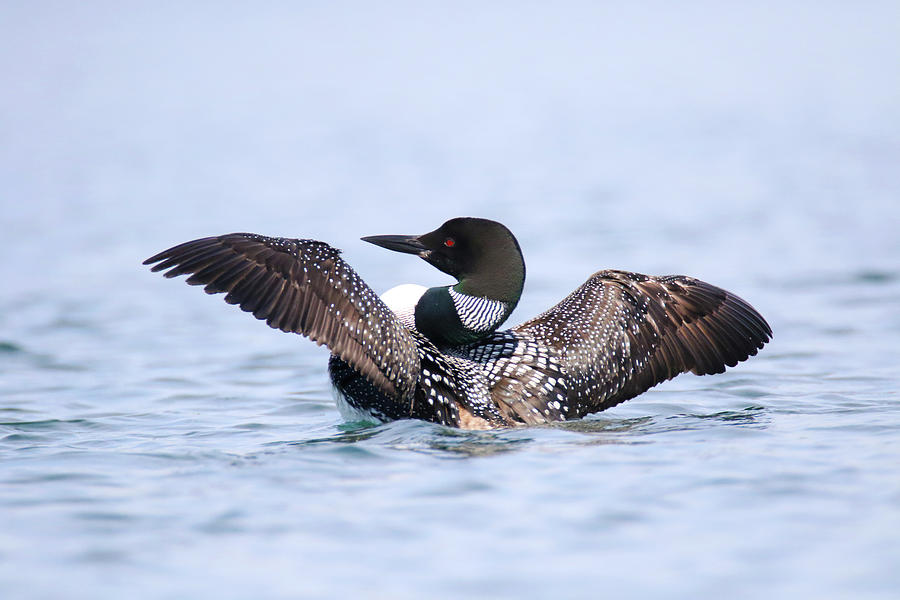 Loon Wing Flap Photograph by Brook Burling
