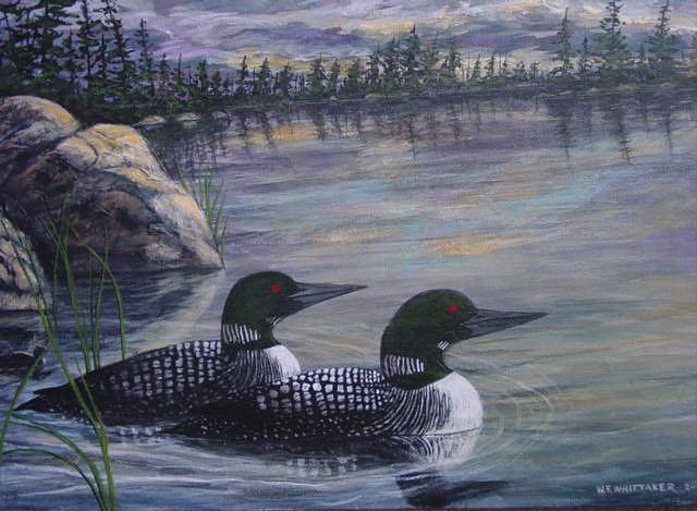 Loon with Chick Painting by Bill Whittaker | Fine Art America