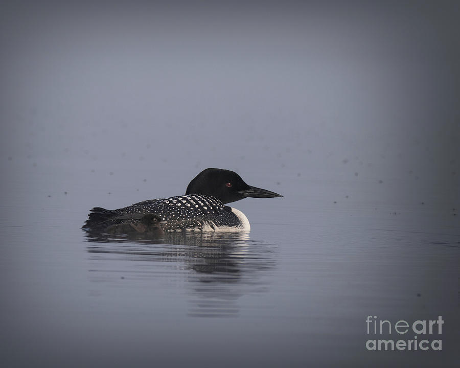 Loon With Chick In The Fog Photograph