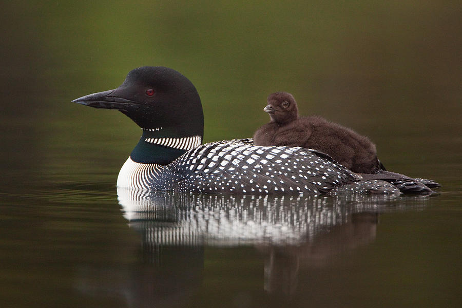 Loon Photograph - Loon with chick by Paul Burwell