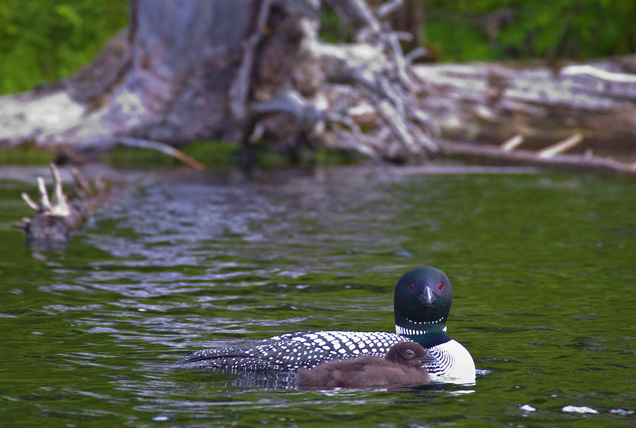 Loon With Chick Photograph