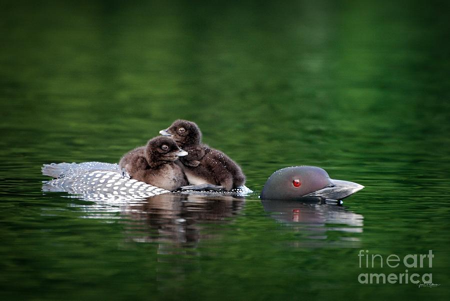 Loon with Chicks Photograph by Jan Mulherin