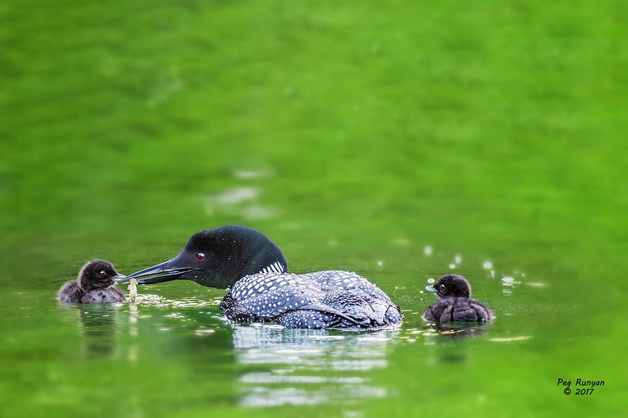 Loon with Chicks Photograph by Peg Runyan