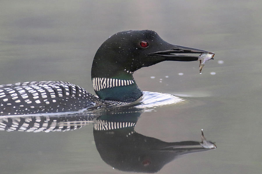 Loon with Fish Photograph by Brook Burling