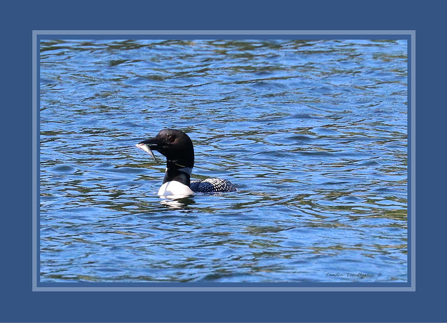 Loon With Fish Triple Framed In Blue Photograph by Sandra Huston