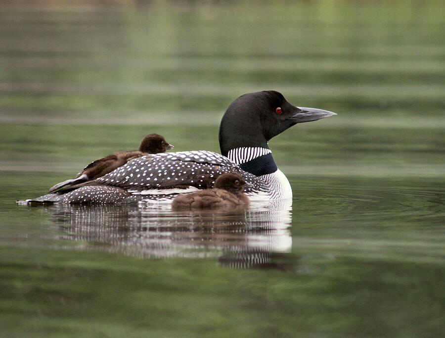 Loon with Week Old Chicks Photograph by Sandra Huston