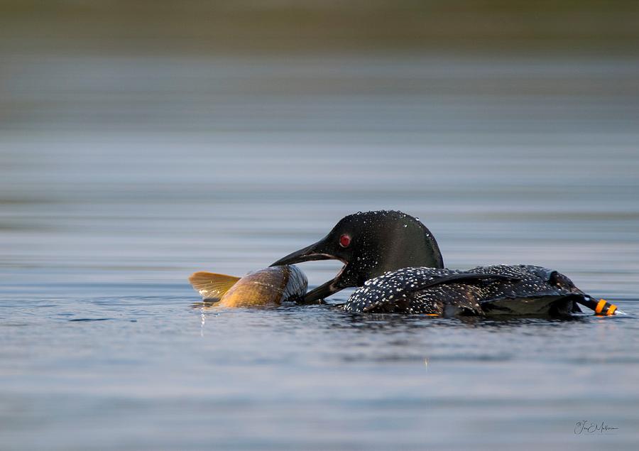 Loon's Big Breakfast Photograph by Jan Mulherin