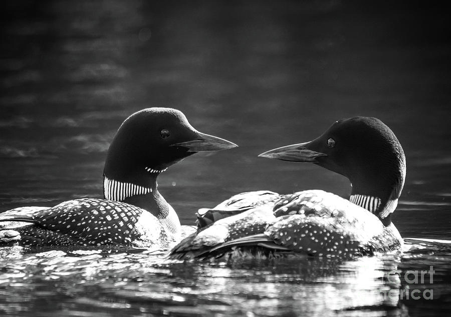 Loons in Black and White Photograph by Cheryl Baxter