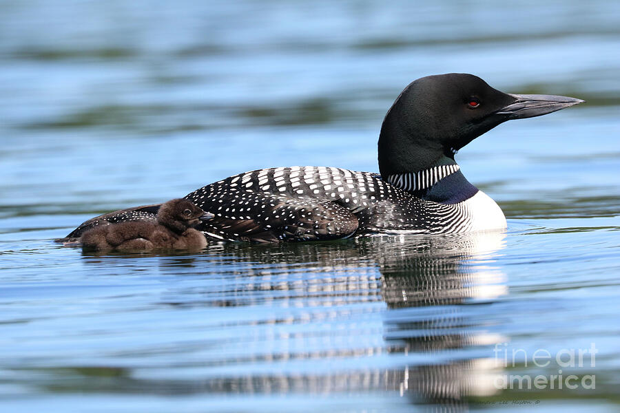 Loons in Early Morning Photograph by Sandra Huston