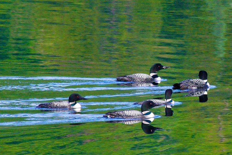 Loons in Green Lake Photograph by Polly Castor