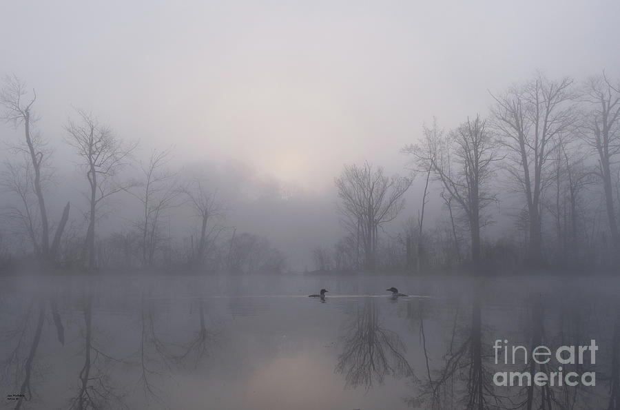 Loons In The Fog Photograph