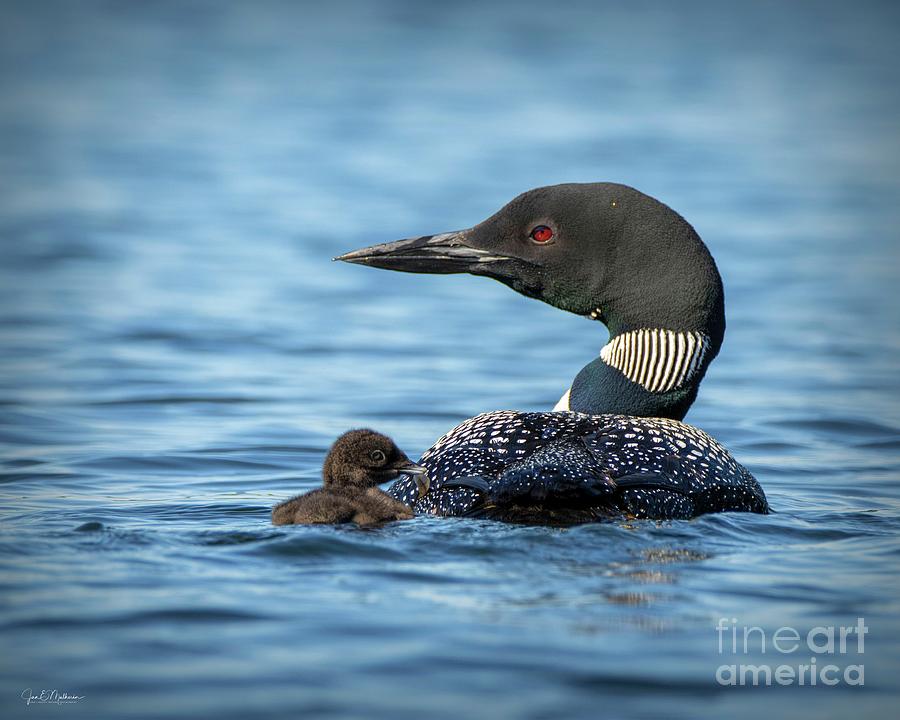 Loons Of Woodbury Pond Photograph