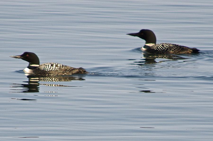 Loons on Lake Superior Photograph by Hella Buchheim