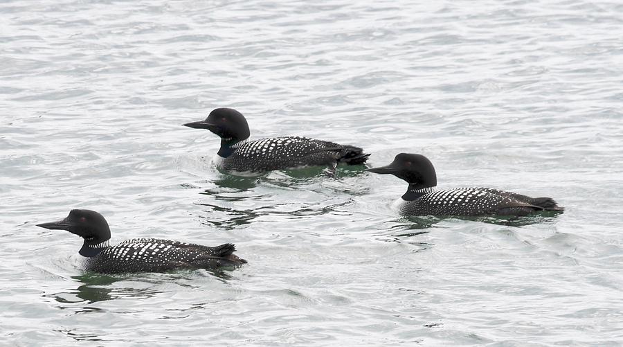 Loons on Lake Superios on Gray Day Photograph by Hella Buchheim